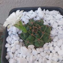 Una foto de Gymnocalycium anisitsii