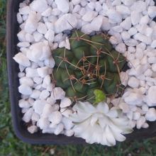 Una foto de Gymnocalycium anisitsii