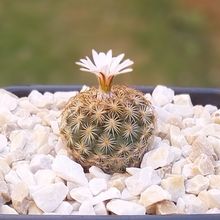 Una foto de Turbinicarpus saueri ssp. ysabelae