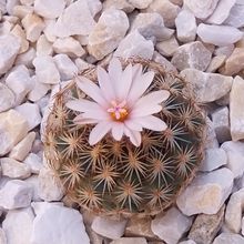 Una foto de Turbinicarpus saueri ssp. ysabelae