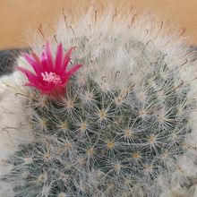 Mammillaria bocasana ssp. bocasana