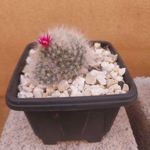 A photo of Mammillaria bocasana ssp. bocasana