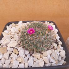Photo of a cactus currently being identified