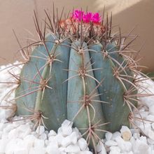 A photo of Melocactus azureus