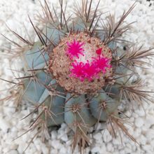 A photo of Melocactus azureus