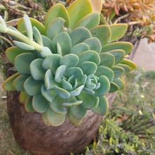 Photo of a cactus currently being identified
