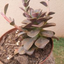 Photo of a cactus currently being identified