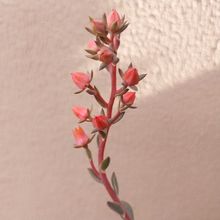 Photo of a cactus currently being identified