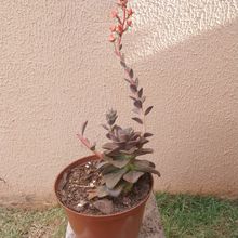 Photo of a cactus currently being identified