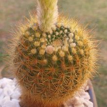 Photo of a cactus currently being identified