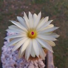 Photo of a cactus currently being identified