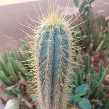 Foto de un cactus que se está identificando actualmente