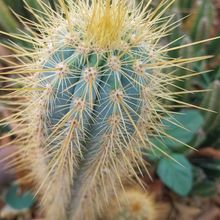 Foto de un cactus que se está identificando actualmente