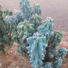 Foto de un cactus que se está identificando actualmente
