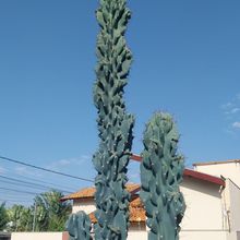 Foto de un cactus que se está identificando actualmente