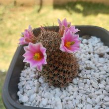 Foto de un cactus que se está identificando actualmente