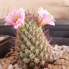 Foto de un cactus que se está identificando actualmente