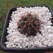 Photo of a cactus currently being identified