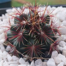 Photo of a cactus currently being identified