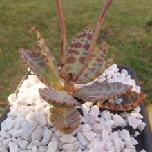 Una foto de Kalanchoe humilis