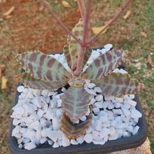 Una foto de Kalanchoe humilis