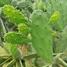 Foto de un cactus que se está identificando actualmente