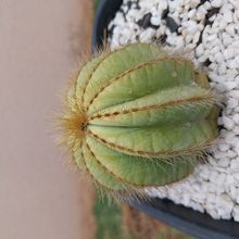 Foto de un cactus que se está identificando actualmente