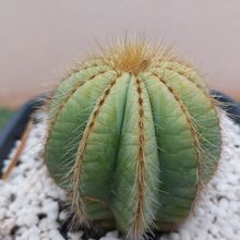 Foto de un cactus que se está identificando actualmente