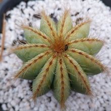 Foto de un cactus que se está identificando actualmente