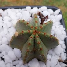 Photo of a cactus currently being identified