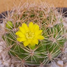 A photo of Weingartia neocumingii