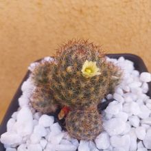 Foto de un cactus que se está identificando actualmente