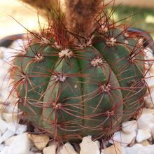 Foto de un cactus que se está identificando actualmente