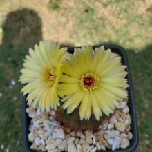 Foto de un cactus que se está identificando actualmente