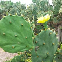 Foto de un cactus que se está identificando actualmente