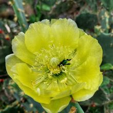 Foto de un cactus que se está identificando actualmente Foto de un cactus que se está identificando actualmente