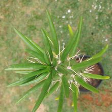 A photo of Austrocylindropuntia subulata