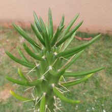 A photo of Austrocylindropuntia subulata