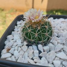 Photo of a cactus currently being identified