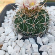 Photo of a cactus currently being identified