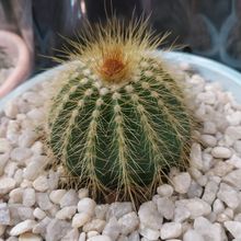 Photo of a cactus currently being identified