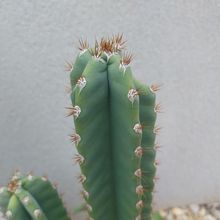 Photo of a cactus currently being identified