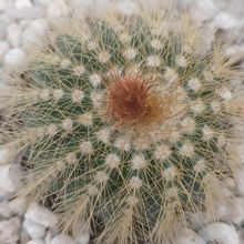 Una foto de Parodia schumanniana