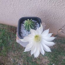 Photo of a cactus currently being identified