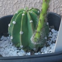 Photo of a cactus currently being identified