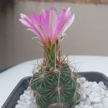 Foto de un cactus que se está identificando actualmente