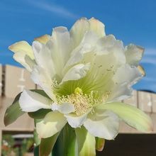 Photo of a cactus currently being identified