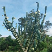 Foto de un cactus que se está identificando actualmente