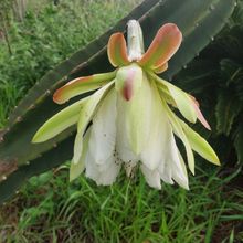 Foto de un cactus que se está identificando actualmente