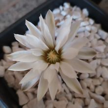 Photo of a cactus currently being identified